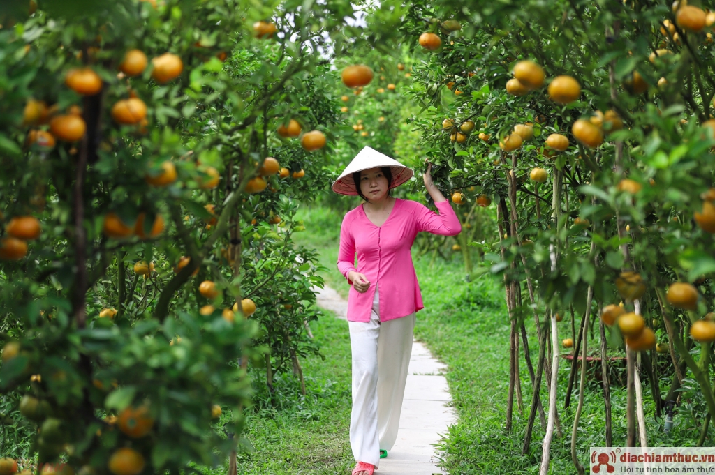 Vườn quýt hồng Lai Vung