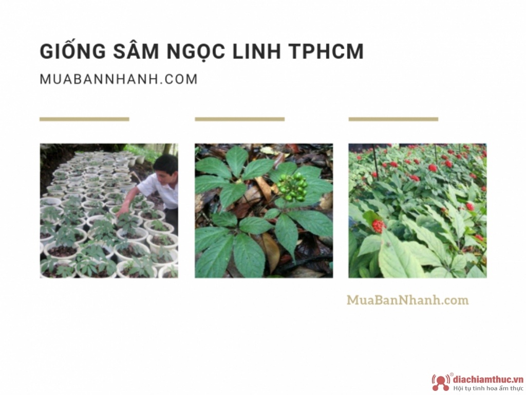 Mua bán cây giống sâm Ngọc Linh TPHCM