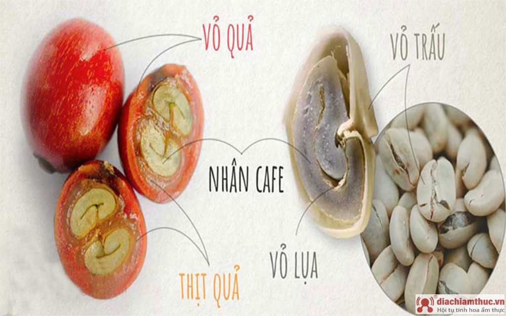 Cấu tạo của hạt cà phê