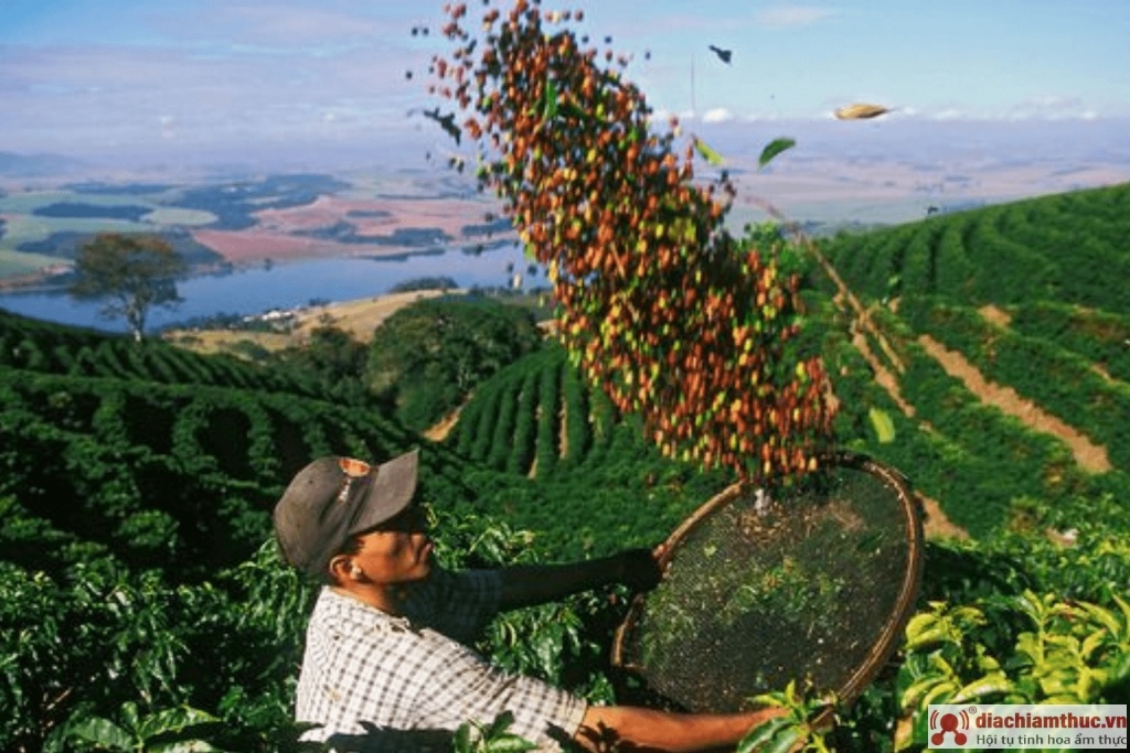 Nơi trồng cà phê