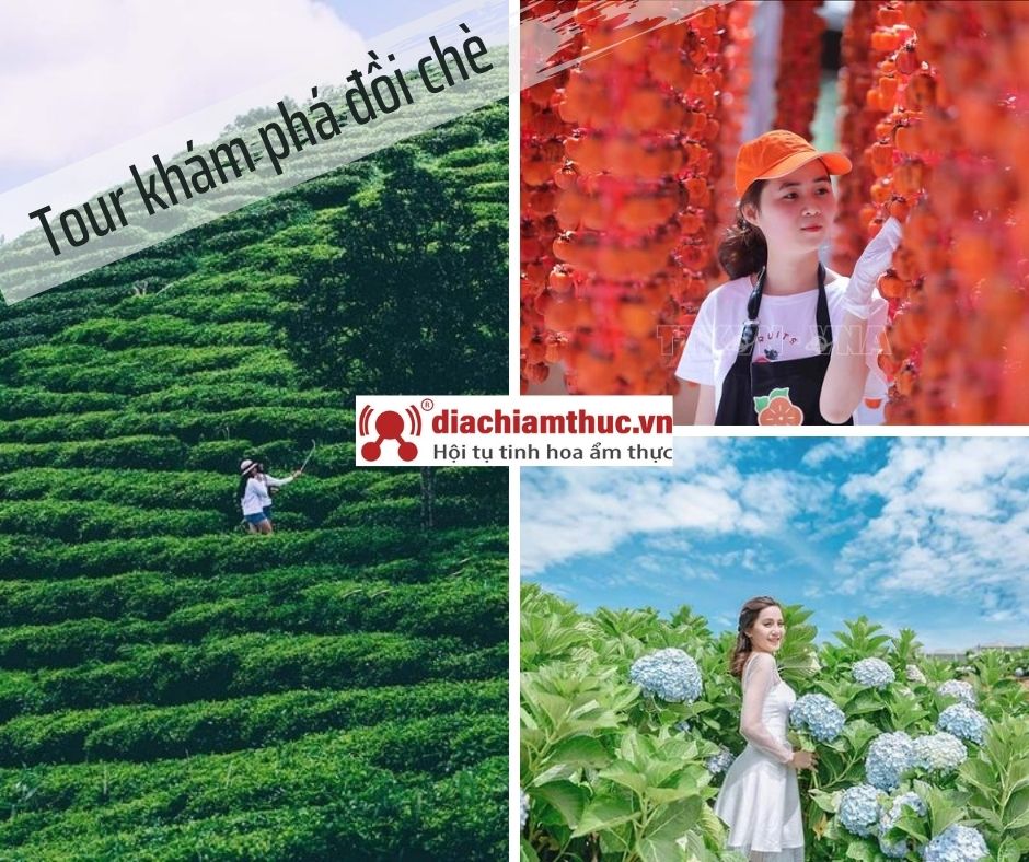 Tour khám phá đồi chè Đà Lạt