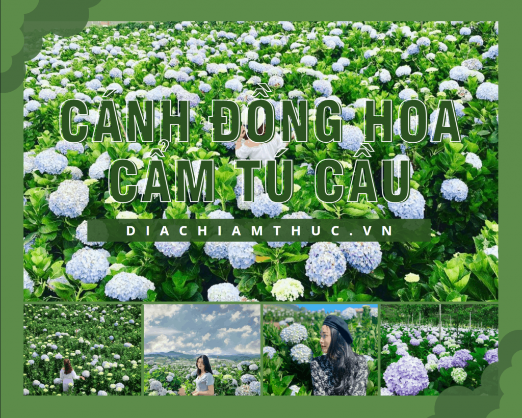 Cánh đồng hoa Cẩm Tú Cầu