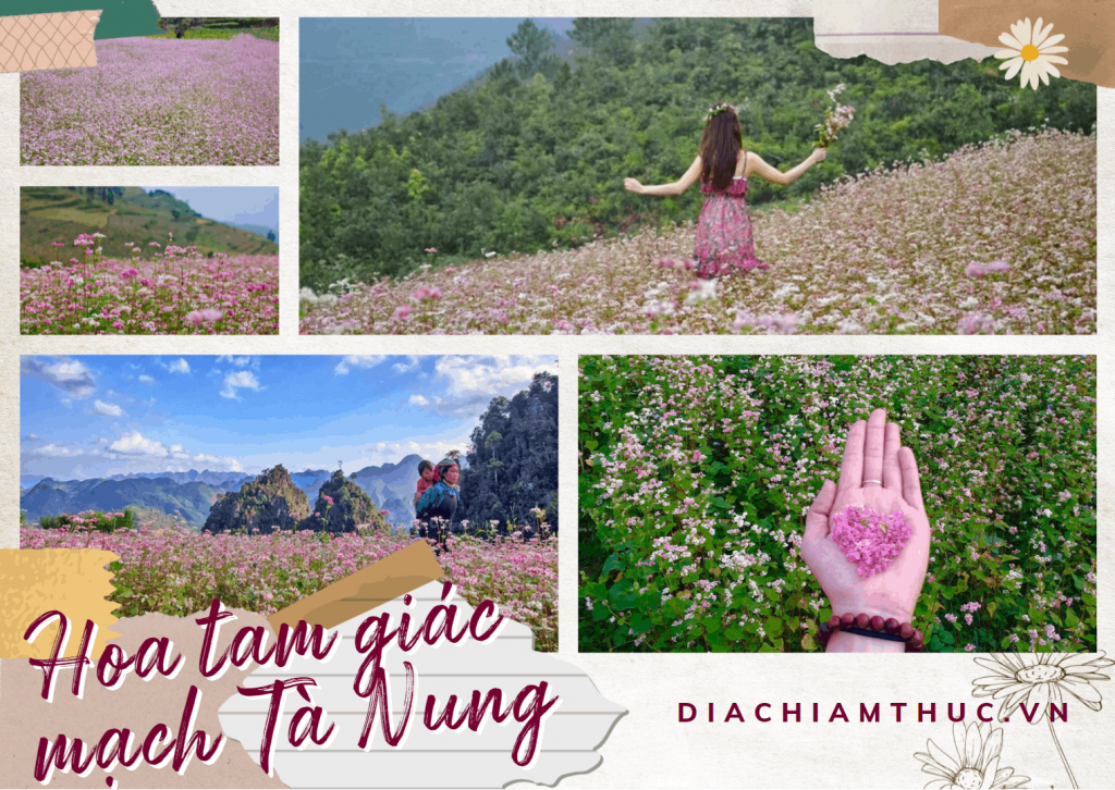 Hoa tam giác mạch Tà Nung