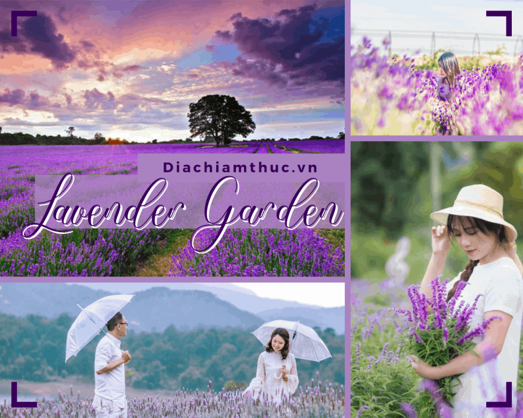 Lavender Garden