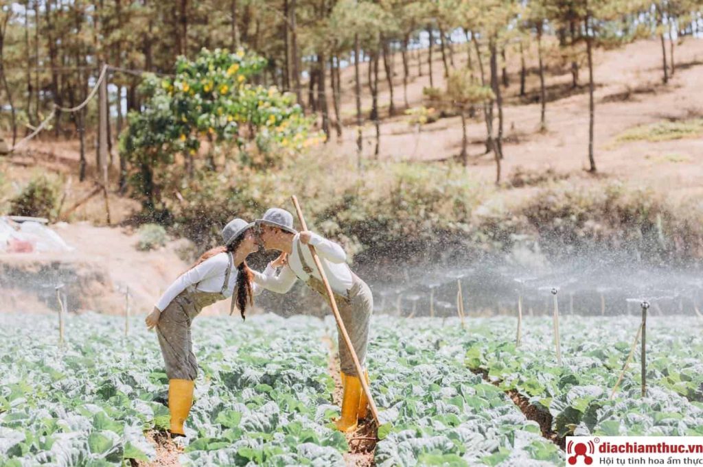 Nấm Wedding