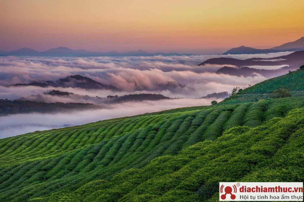 Săn mây đồi chè Cầu Đất