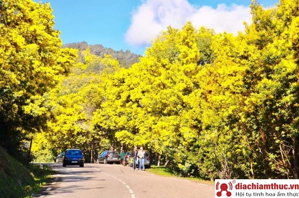 Đèo Mimosa thơ mộng