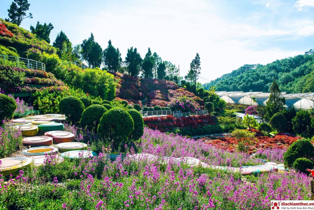 Vườn cây bonsai lá kim