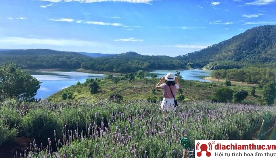 Cánh đồng hoa Lavender hồ Tuyền Lâm