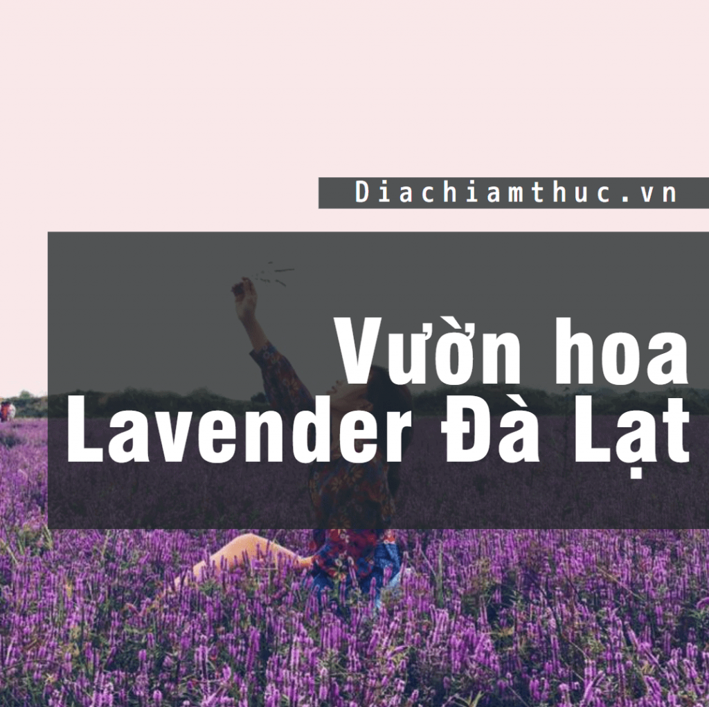 Vườn hoa Lavender Đà Lạt