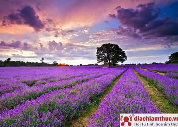 Cánh đồng hoa Lavender Đà Lạt