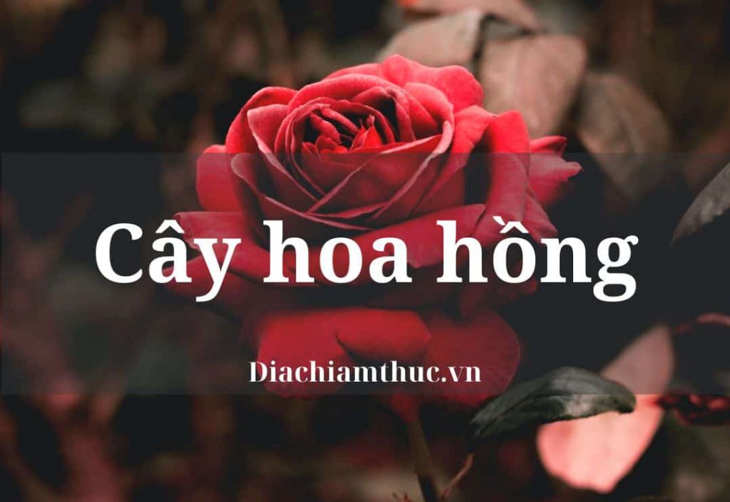 Cây hoa hồng