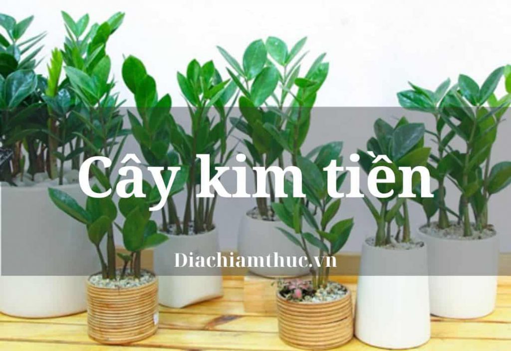 Cây kim tiền