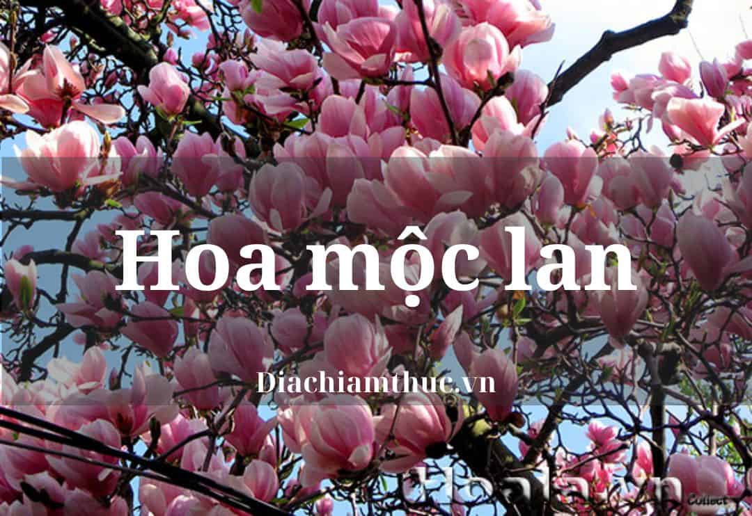 Hoa Mộc Lan: Ý nghĩa phong thủy, cách trồng và chăm sóc chi tiết