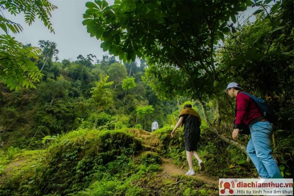 Đường đi tới các tầng thác bao quanh bởi rừng già và thảm thực vật nguyên sinh