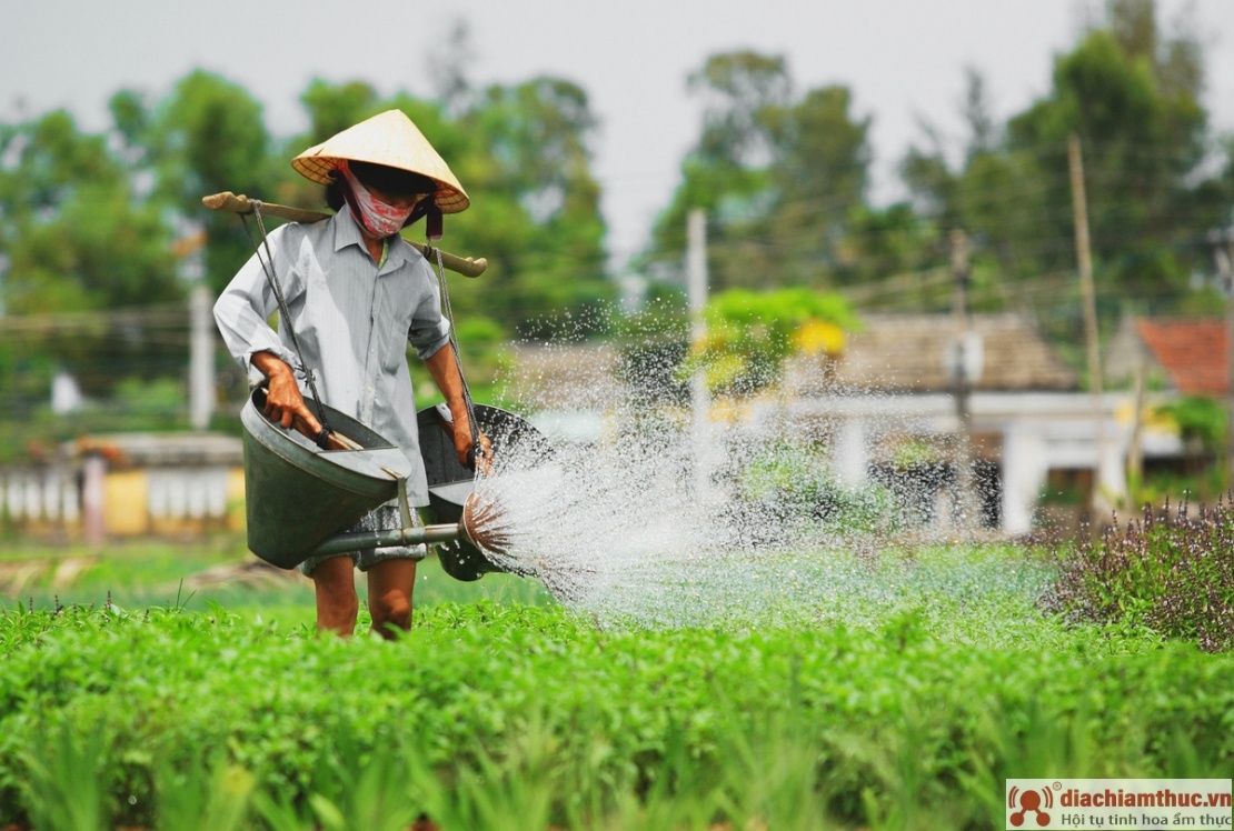 Điểm đặc biệt của làng rau Trà Quế