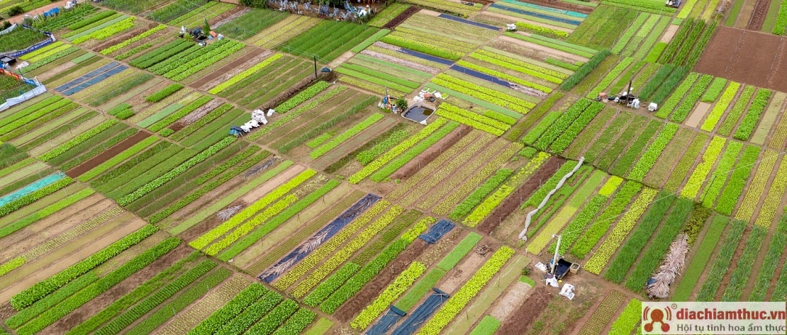 Giới thiệu đôi nét về làng rau Trà Quế Hội An