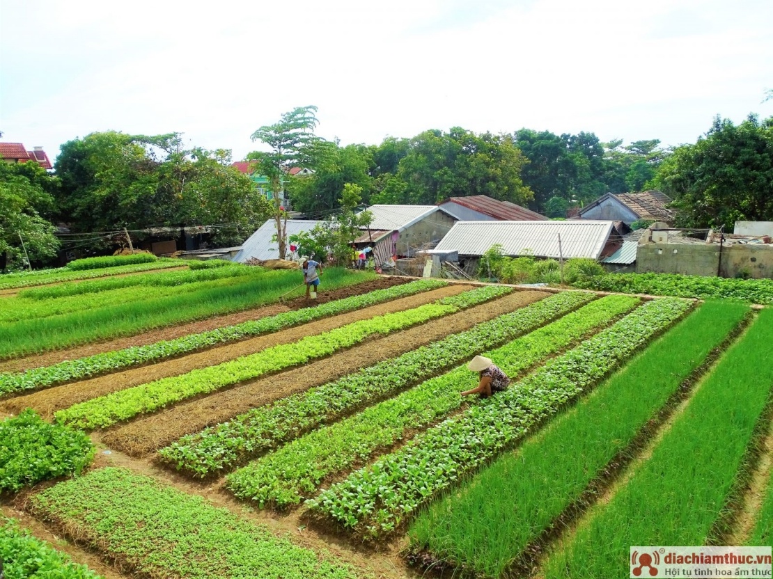 Những địa điểm du lịch nổi tiếng gần với làng rau Trà Quế