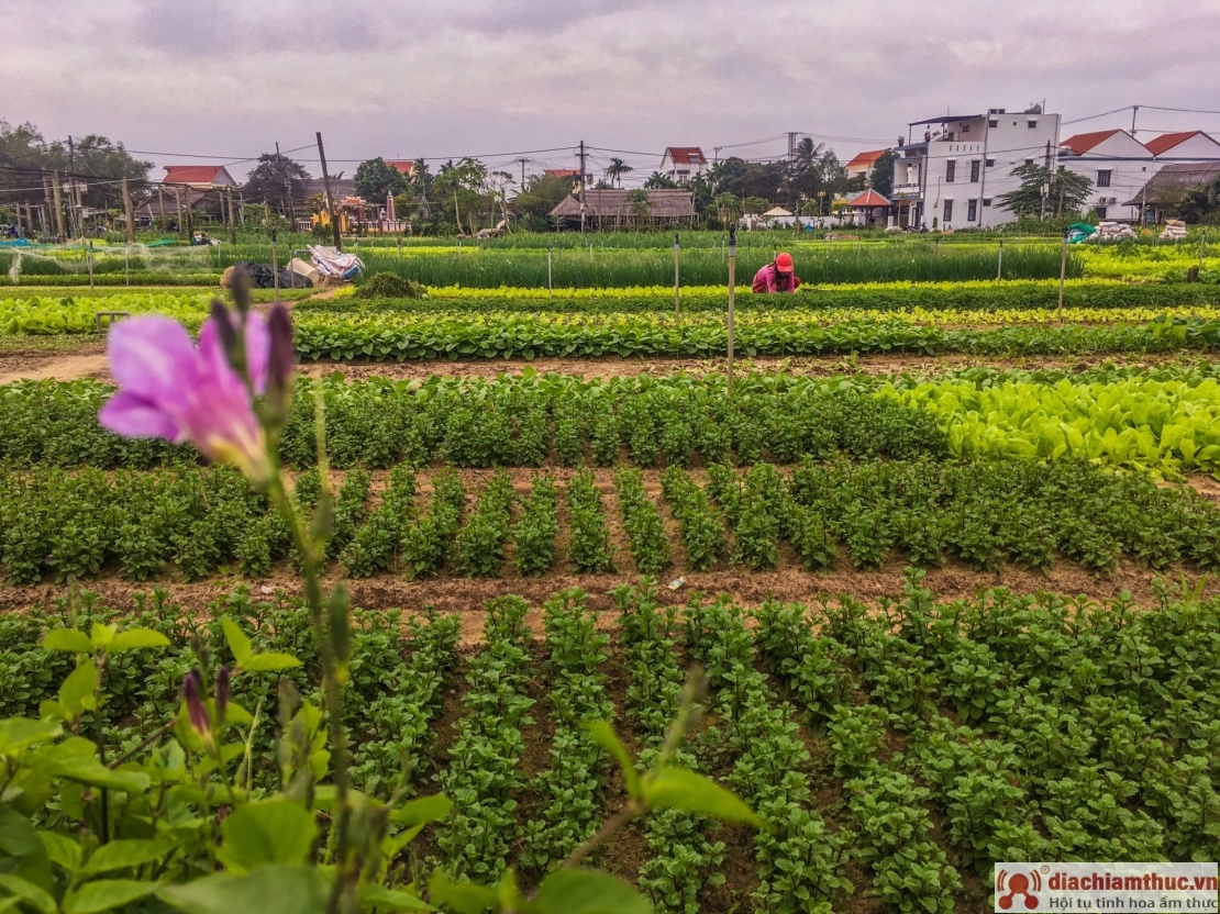 Trồng rau đã trở thành nghề của người dân nơi đây