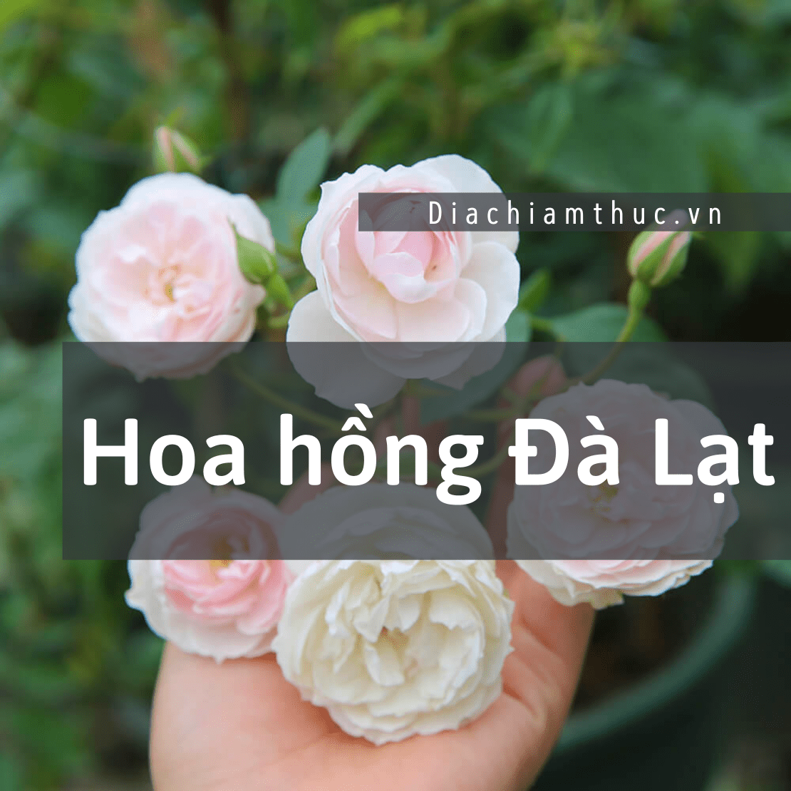 Hoa hồng Đà Lạt