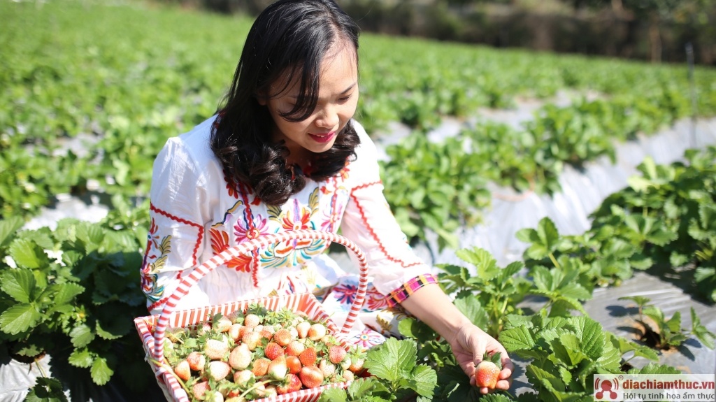 Những bụi dâu xanh mướt cùng những bông hoa dâu trắng tinh khôi