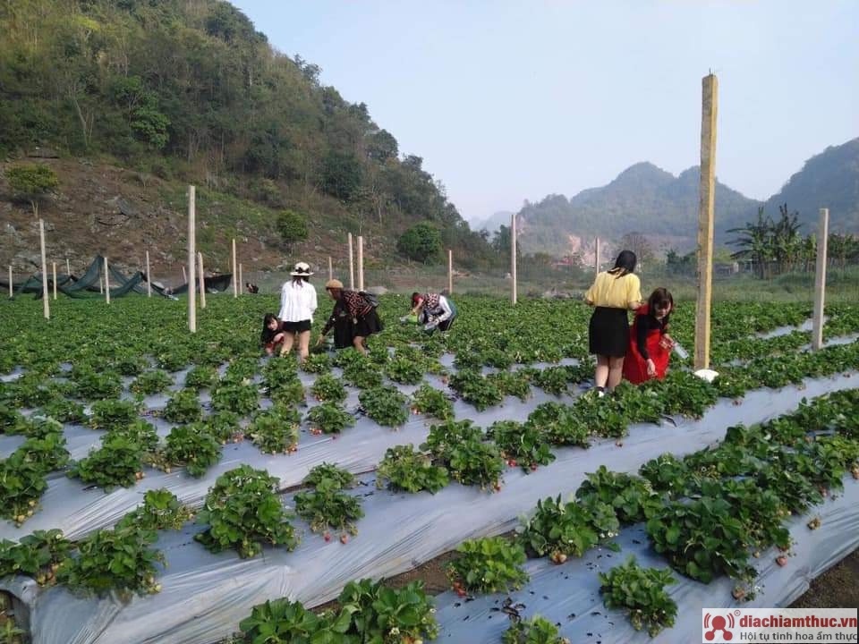 Trang trại dâu tây HaNa Farm