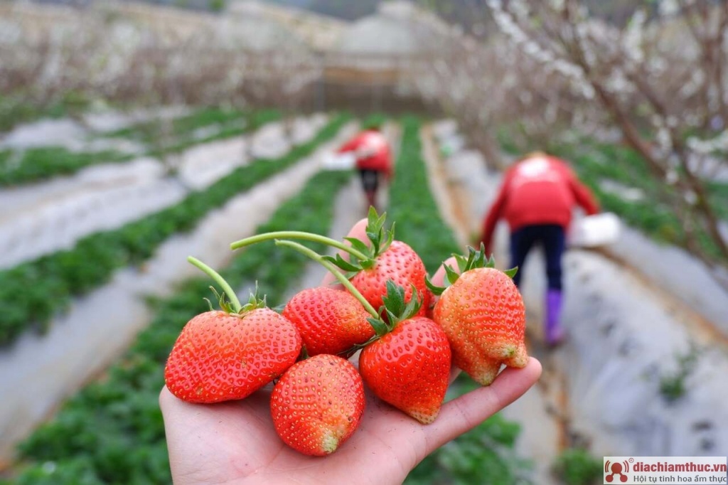 Vườn dâu tây sạch Papi Farm