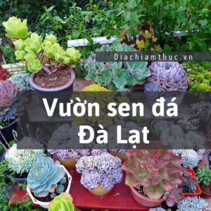 Vườn sen đá Đà Lạt